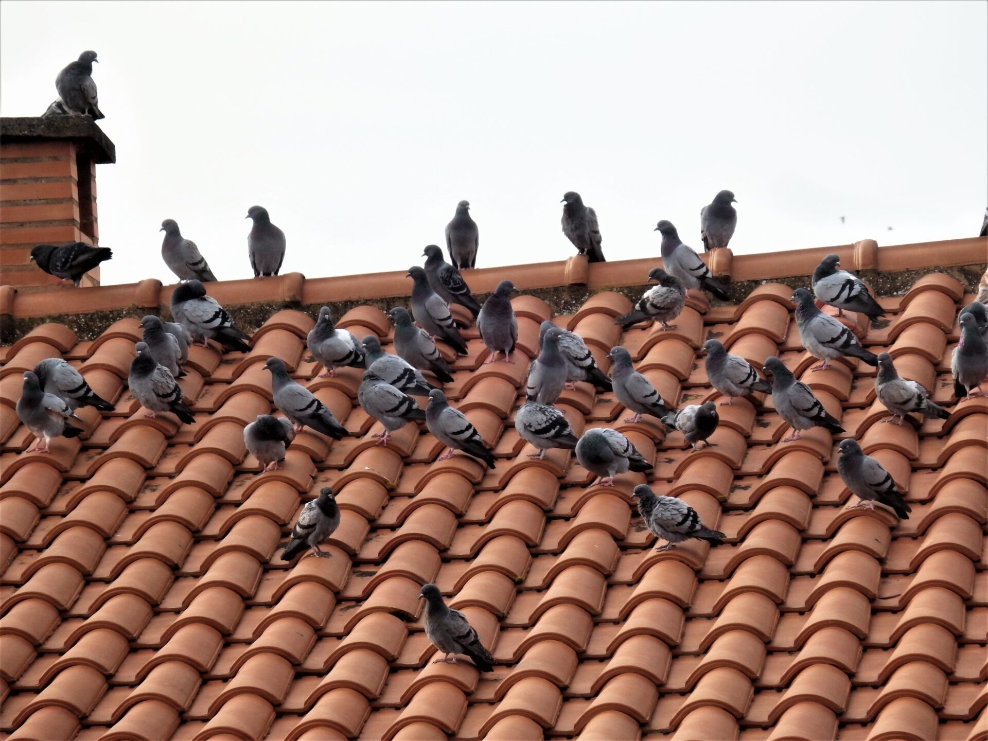 control de aves en lima para ahuyentar palomas