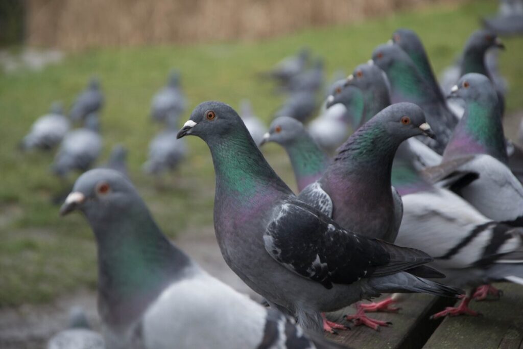 Cómo Espantar Palomas en Lima sin Hacerles Daño rápido 