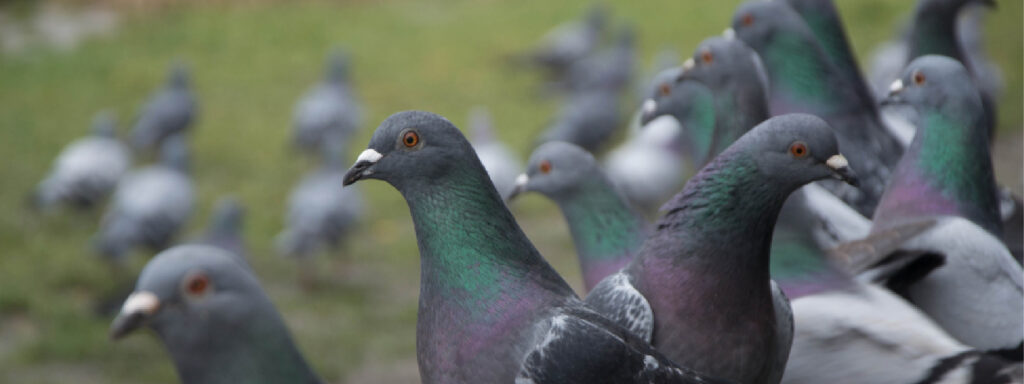 te contamos cómo espantar palomas en lima