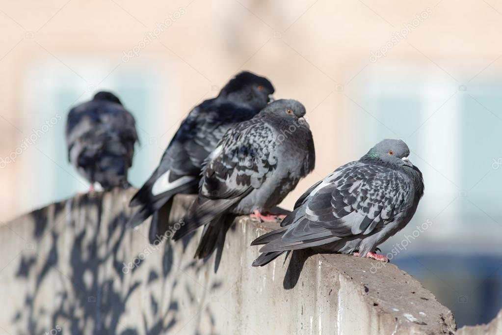 descubre cómo Espantar Palomas en Lima sin dañarlas