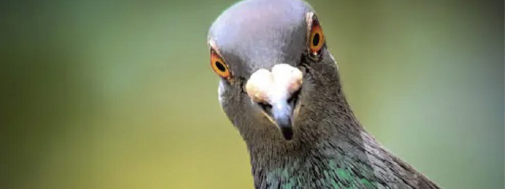 control de palomas en negocios en lima