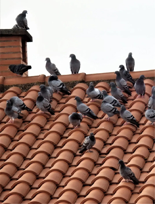 cómo espantar palomas de mi techo en lima
