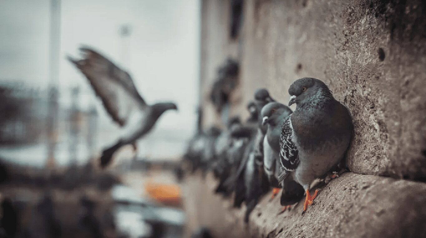 control de aves en lima para ahuyentar palomas