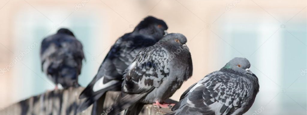 Espanta palomas con nuestros productos
