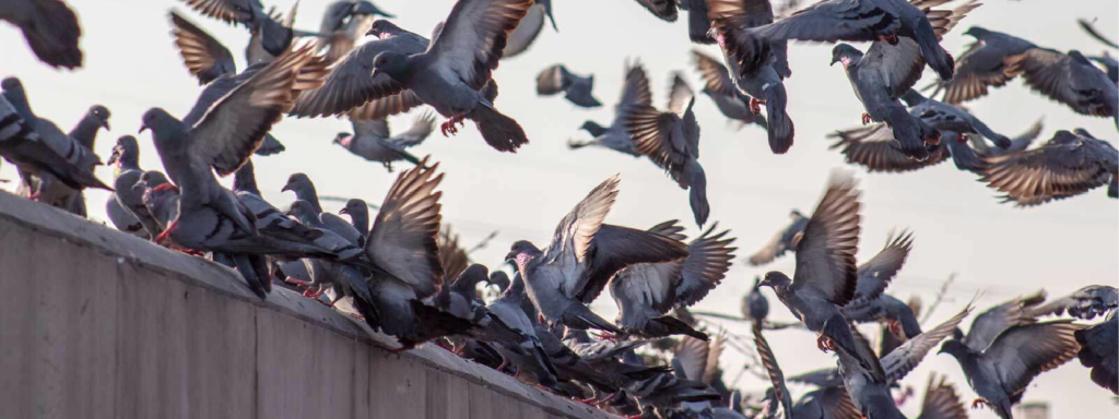 Espanta palomas para techos, terrazas y balcones