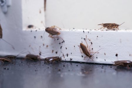 fumigación en lima altamente efectiva para cucarachas